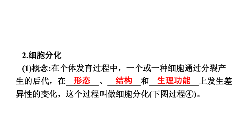 2023年中考生物复习专题课件★★细胞怎样构成生物体