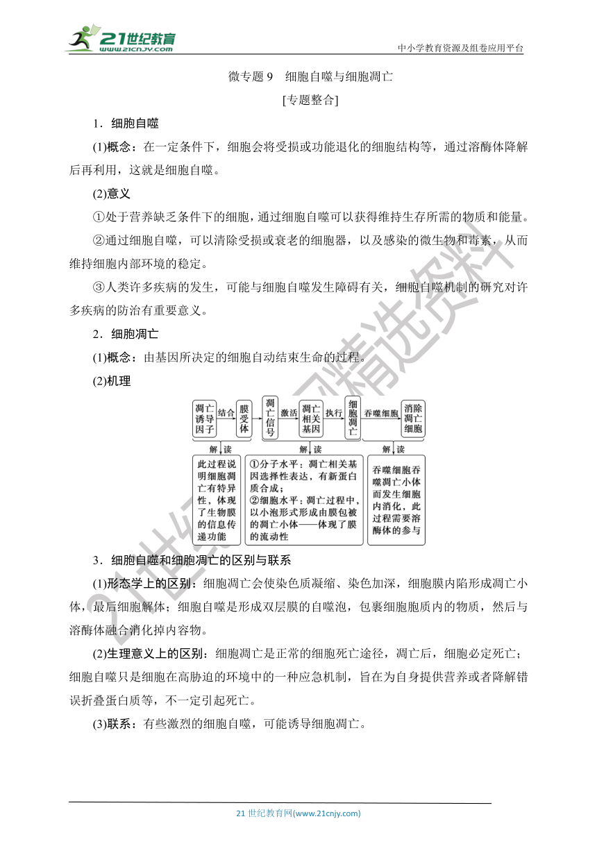 【考点梳理  生物总复习 】28微专题9　细胞自噬与细胞凋亡（Word版含答案）