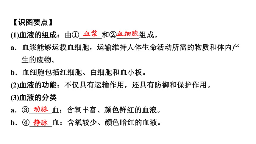 4.4 血液、血管、输血和血型复习课件(共26张PPT)