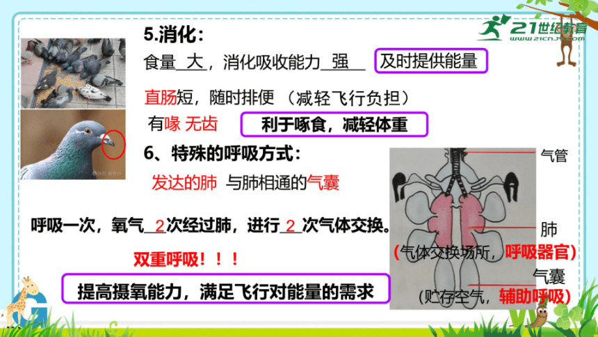 4-8 鸟类 课件(共26张PPT)（希沃版+PPT图片版）