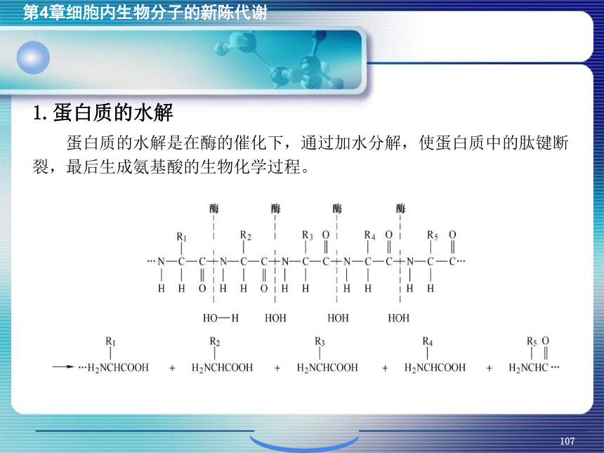 4.细胞内生物分子的新陈代谢_4 课件(共29张PPT）- 《环境生物化学》同步教学（机工版·2020）