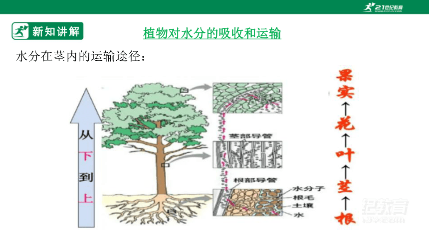 人教版3.3.1 绿色植物与生物圈的水循环-2022-2023学年七年级生物上册同步课件（35页）