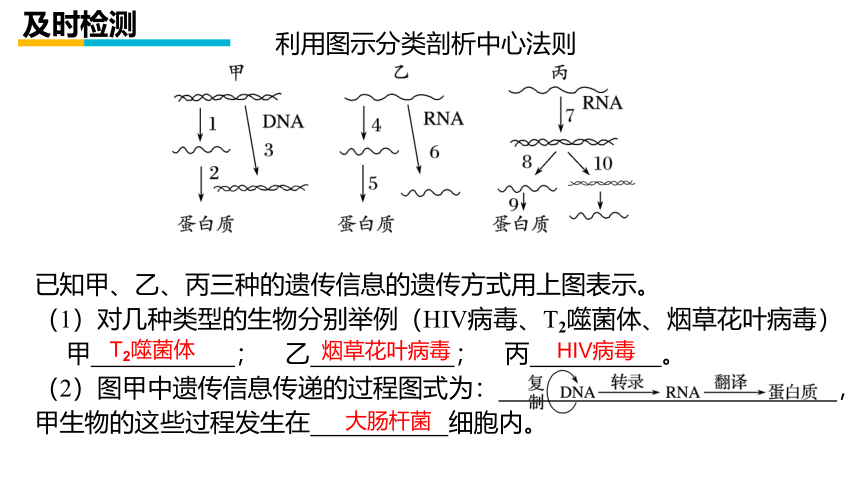 2021-2022学年高一下学期生物人教版必修2  4.2基因对性状的控制课件 （27张ppt）