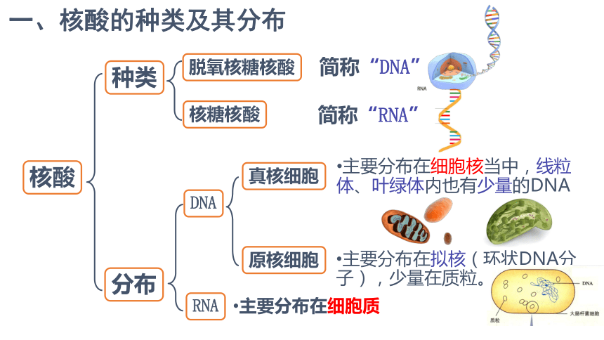 生物人教版（2019）必修1 2.5核酸是遗传信息的携带者（共28张ppt）