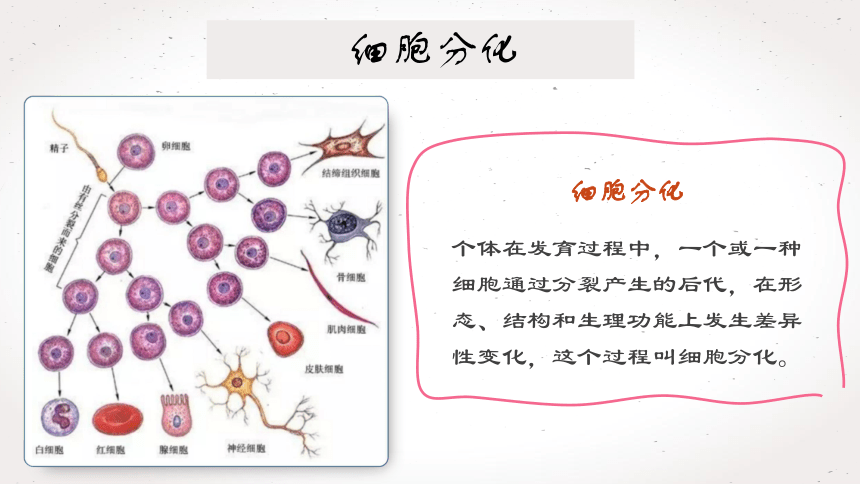 2.2.2  动物体的结构层次课件 (共21张PPT)2022--2023学年人教版生物七年级上册