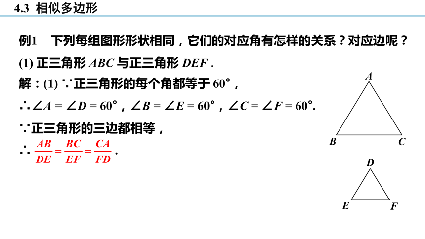 4.3 相似多边形 课件(共20张PPT)