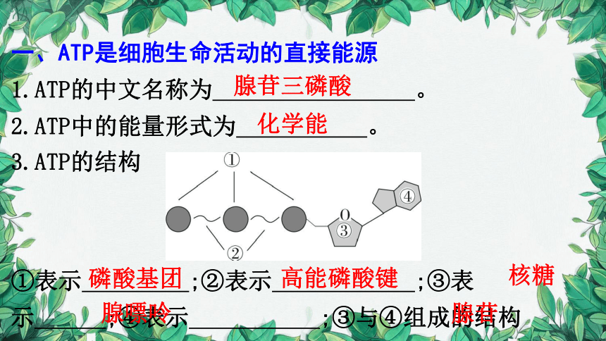 浙科版（2019）生物必修一 第三章第一节 ATP是细胞内的“能量通货”课件(共31张PPT)