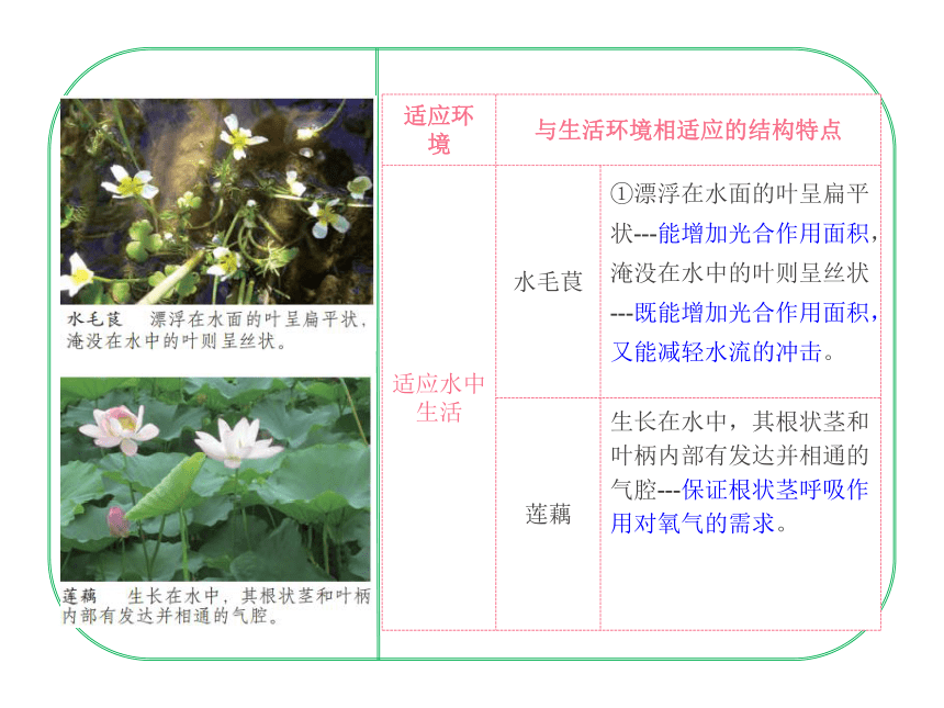 2020-2021学年济南版八年级生物下册6.1.2  生物对环境的适应与影响 课件(共22张PPT)