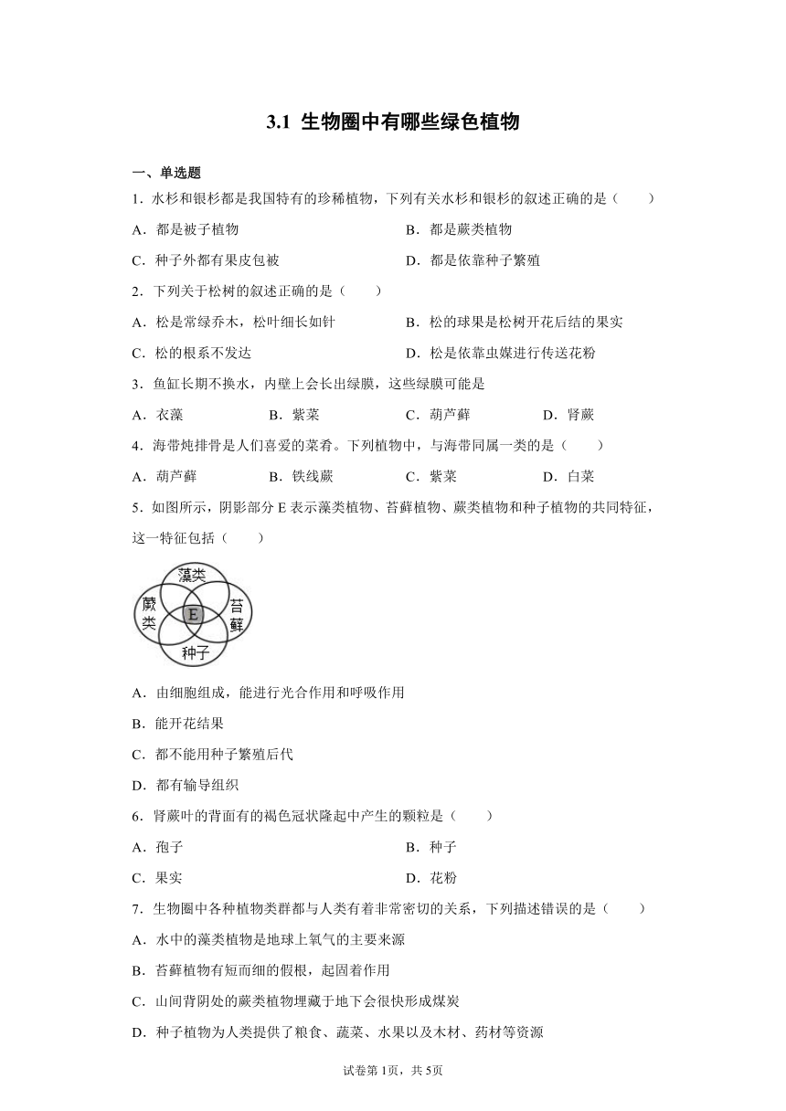 3.1 生物圈中有哪些绿色植物 综合训练（word版含答案）七年级上册生物 人教版