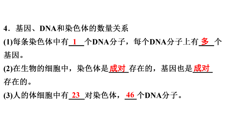 7.2.2 基因在亲子代间的传递 课件(共27张PPT)2023年春人教版八年级生物下册
