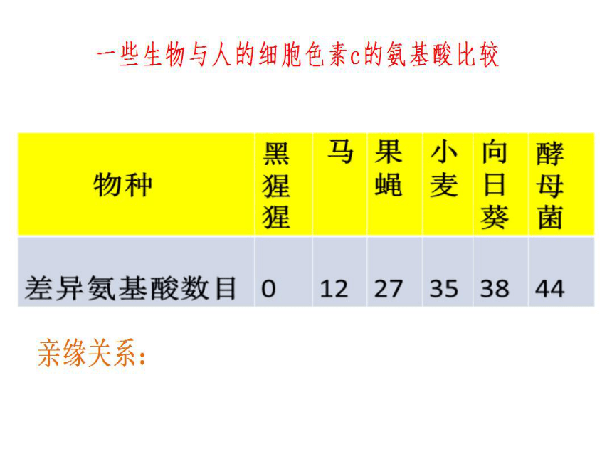 7.3.2生物进化的历程课件 2022-2023学年人教版生物八年级下册（共25张PPT）