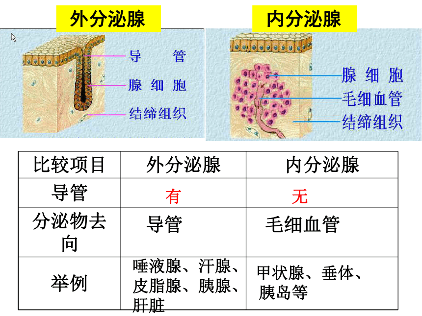 济南版七年级下册生物 5.1人体的激素调节 课件（41张PPT）