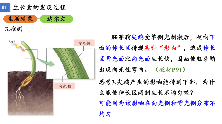 5.1 植物生长素课件2021-2022学年高二上学期生物人教版选择性必修1(33张PPT）