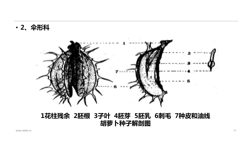 1.2.1蔬菜种子的识别 课件(共34张PPT)-《蔬菜生产技术》同步教学（中国农业出版社）