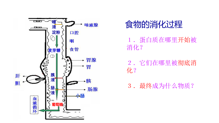 第3单元第5章第4节《人体对食物的消化和吸收》课件(共16张PPT)