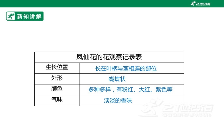 【新课标】2.7《花果实种子》课件（23张PPT）