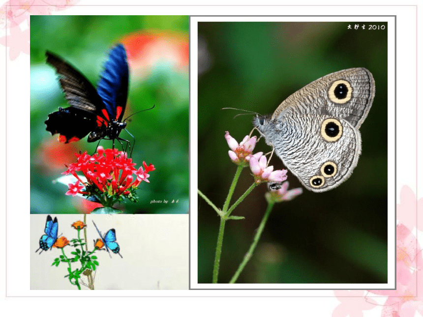 赣美版 一年级下册美术 第2课  漂亮的蝴蝶 课件（22张PPT）