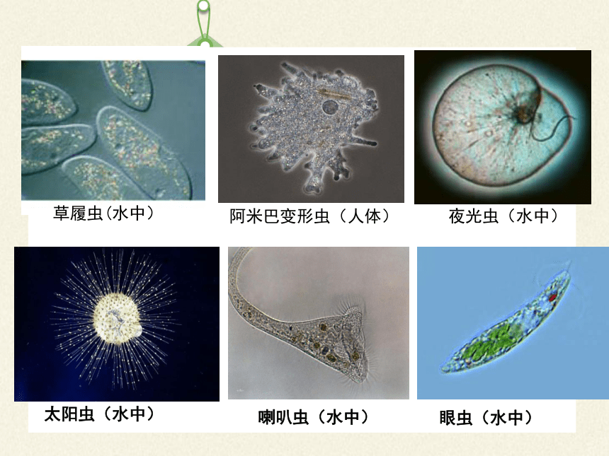 北师大版生物八年级下册 7.22.2 原生生物的主要类群 课（共24张PPT）