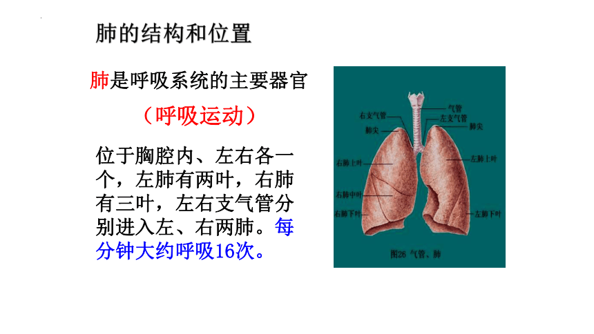 4.3.2发生在肺内的气体交换课件 (共20张PPT)人教版生物七年级下册 (3)