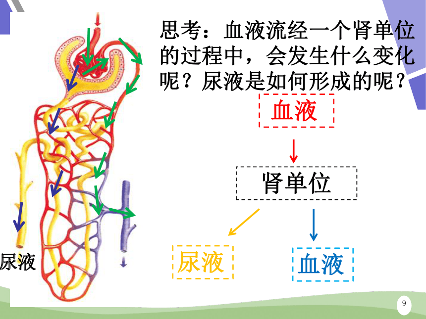 鲁科版五四制七年级上册生物 4.5.1尿的形成和排出 课件(共26张PPT)