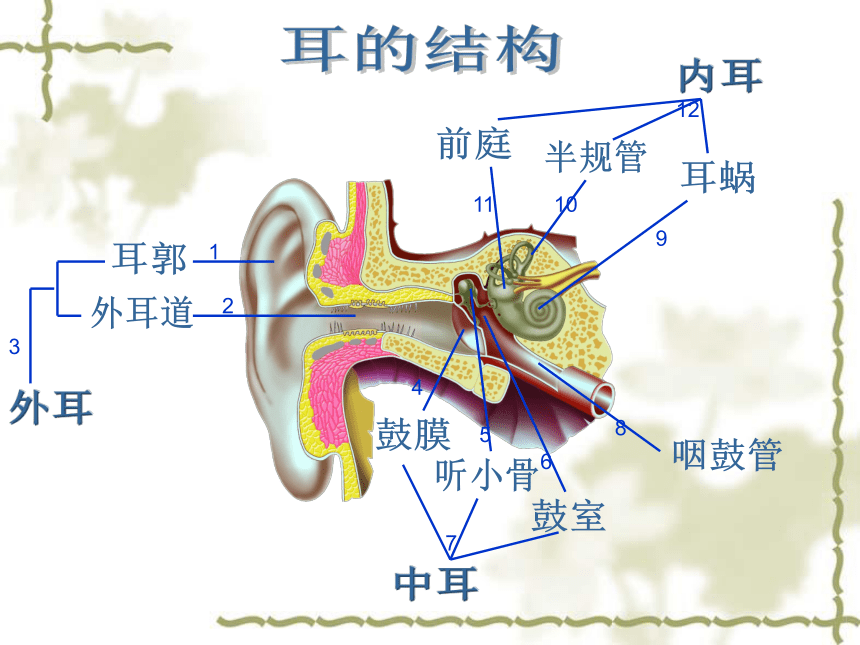 苏科版八上生物 16.2人体外界信息的感知 课件(共23张PPT)