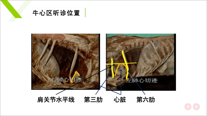 7.1.1心脏 课件(共23张PPT)《畜禽解剖生理（第四版）》同步教学(高教版)