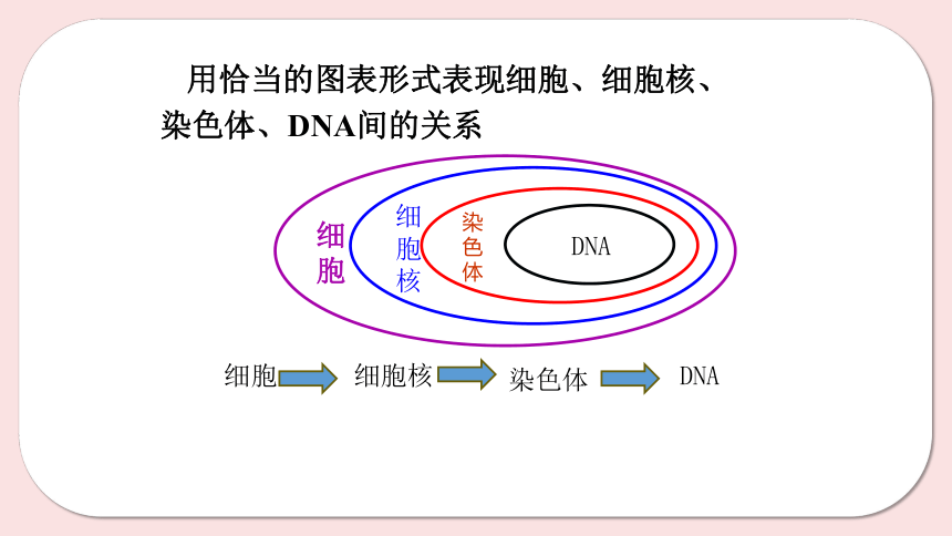 8.2 细胞的分裂和分化（第1课时）课件(共45张PPT)七年级下册生物（苏科版）