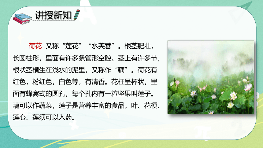 3 荷花   课件（共35张PPT）