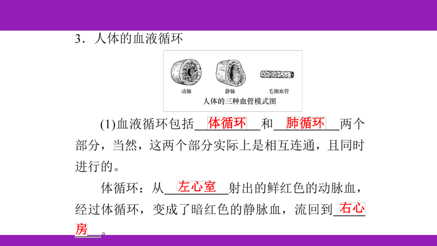 2023浙江中考一轮复习 第7课时 人体的物质和能量转换（二）（课件 60张ppt）