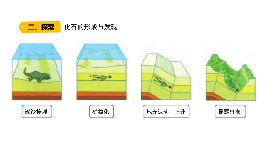 苏教版（2017秋） 六年级上册3.9 化石告诉我们什么 课件(共12张PPT)