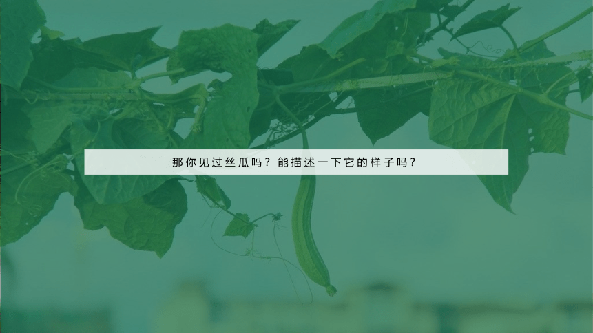 美术社团课程《小小青龙藤上挂》小学延时服务 课件(共23张PPT)