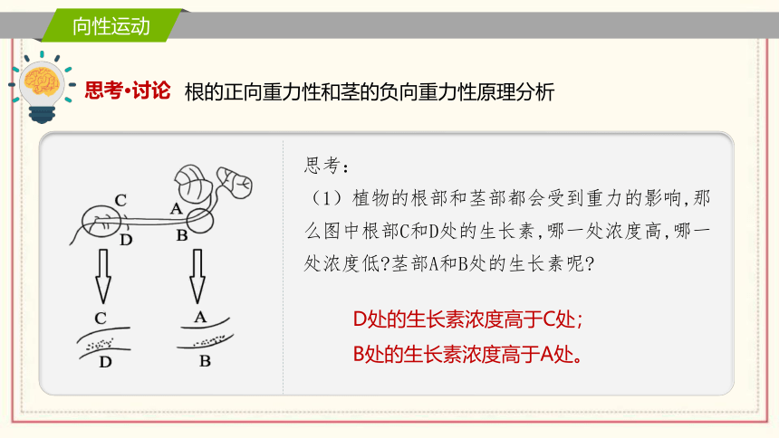 5.3植物对多种环境信号做出反应课件(共30张PPT)2022-2023学年高二上学期生物浙科版选择性必修1