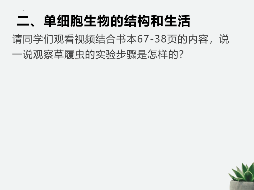 人教版生物七年级上册 2.2.4 单细胞生物 课件(共26张PPT)