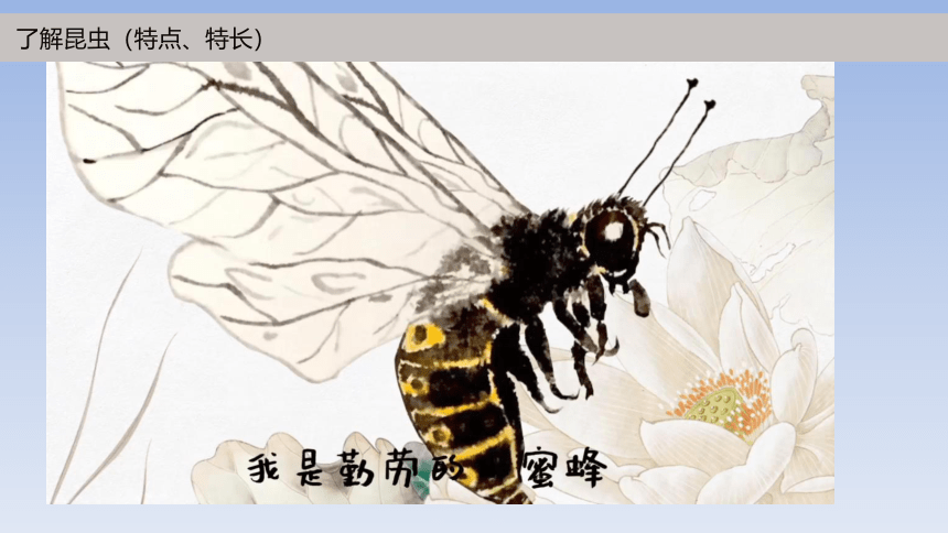 岭南版小学三年级美术上册《可爱的水墨昆虫》名师课件