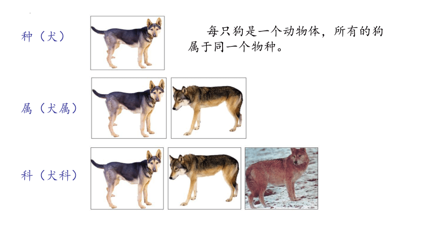 2021--2022学年八年级生物下册北师大版第22章第1节生物的分类课件(共18张PPT)