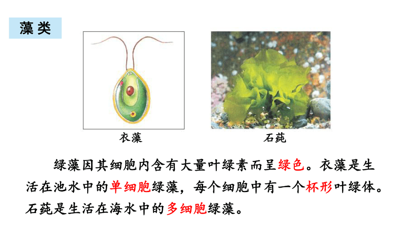 北师大版八年级生物下册 第22章物种的多样性 章末复习 课件(共43张PPT)