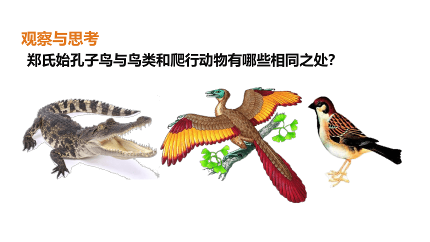 第七单元 第三章 生命起源和生物进化2-生物进化的历程 课件（35张PPT）