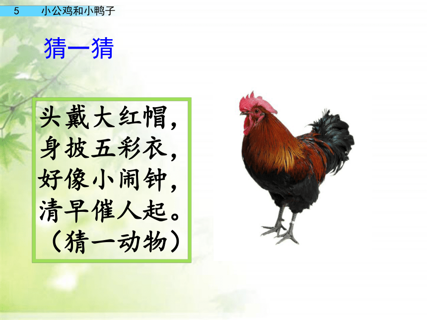 4 小公鸡和小鸭子 课件(共41张PPT)