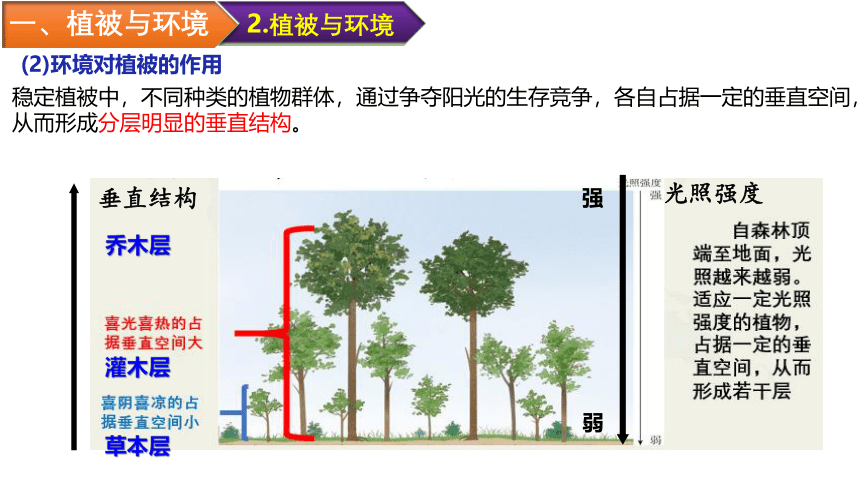 5.1植被 (共51张PPT)