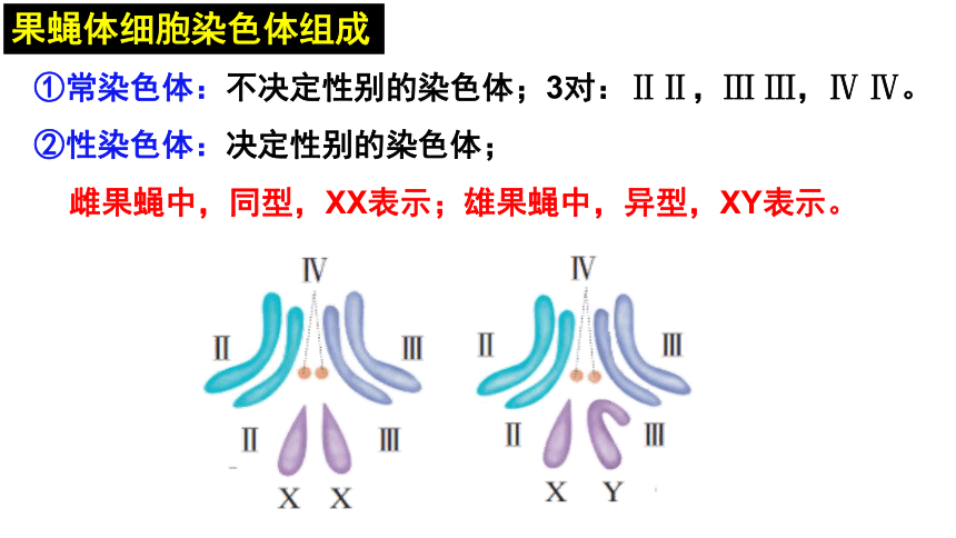 2.2基因在染色体上课件(共69张PPT)-2023-2024学年高一下学期生物人教版（2019）必修2