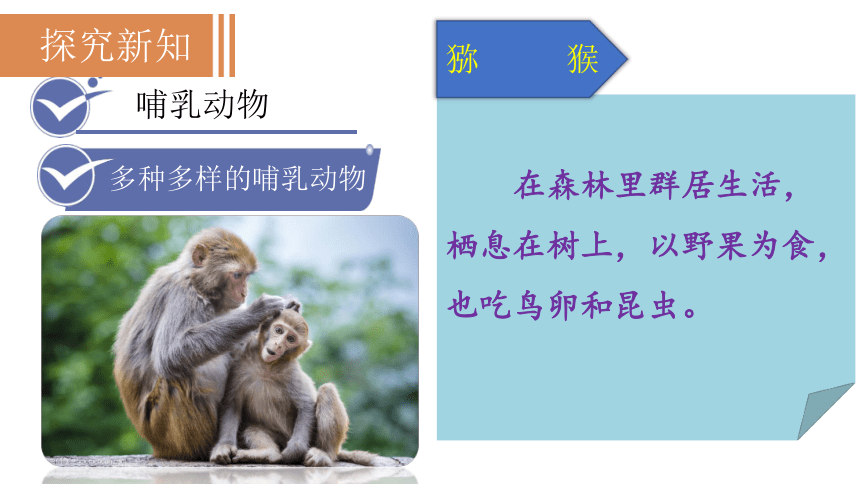 人教版八年级生物上册 第5单元 第1章 第7节  哺乳动物课件(共26张PPT)