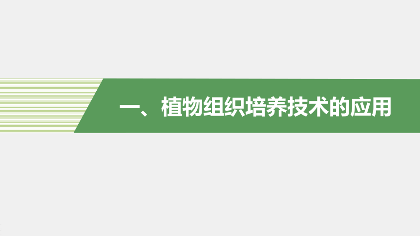 高中生物苏教版（2019）选择性必修3 生物技术与工程 第二章 第二节　植物细胞工程的应用（81张PPT）