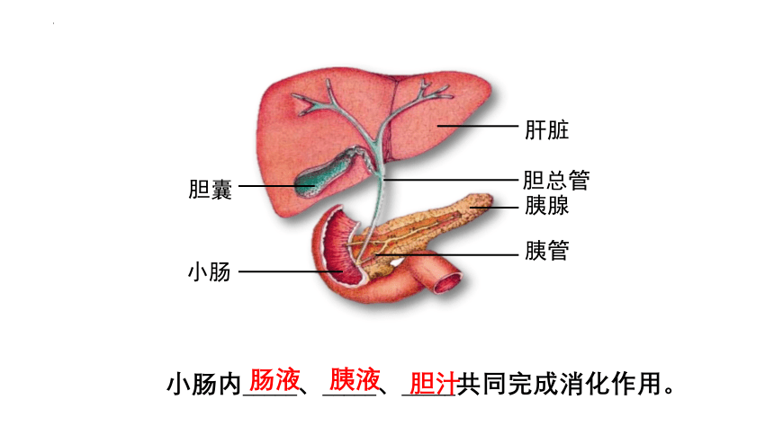 4.8.2食物的消化和营养物质的吸收课件（共37张PPT）2022--2023学年北师大版生物七年级下册