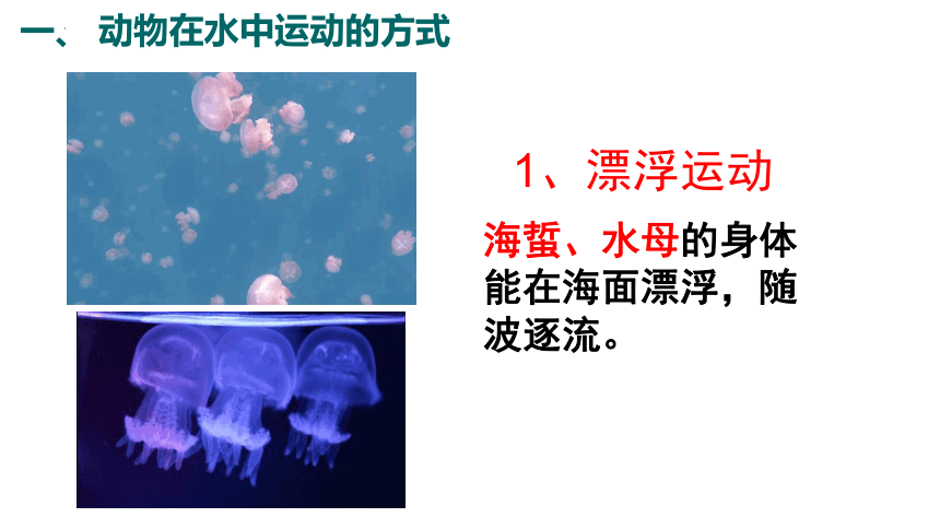 5.15.1 动物运动的方式 课件(共40张PPT＋内嵌视频1个)北师大版生物八年级上册