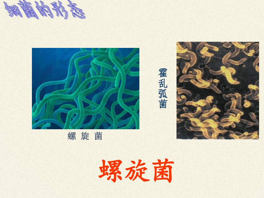 苏教版八年级生物上册 14.3 神奇的微生物 课件(共27张PPT)