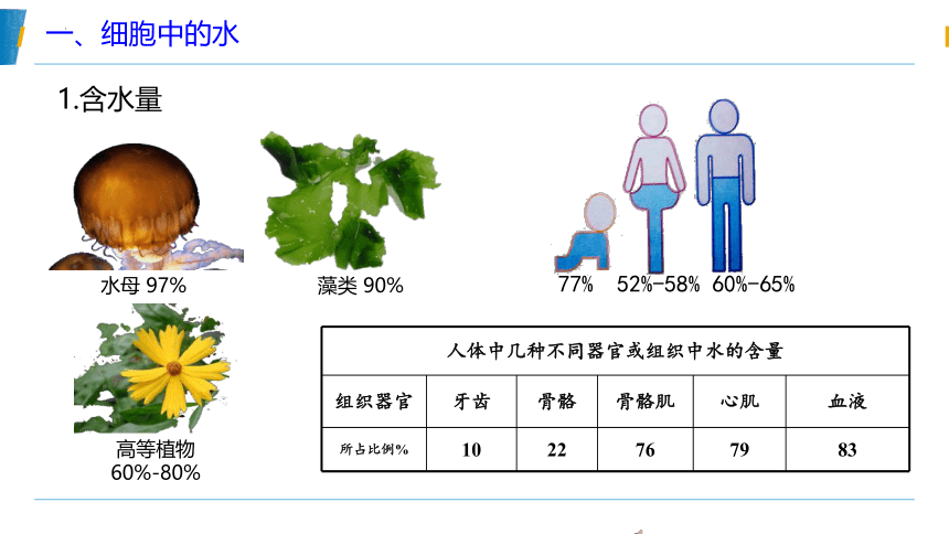 2022-2023学年高一生物人教版2019必修1同步备课课件 2-2 细胞中的无机物（25张ppt）