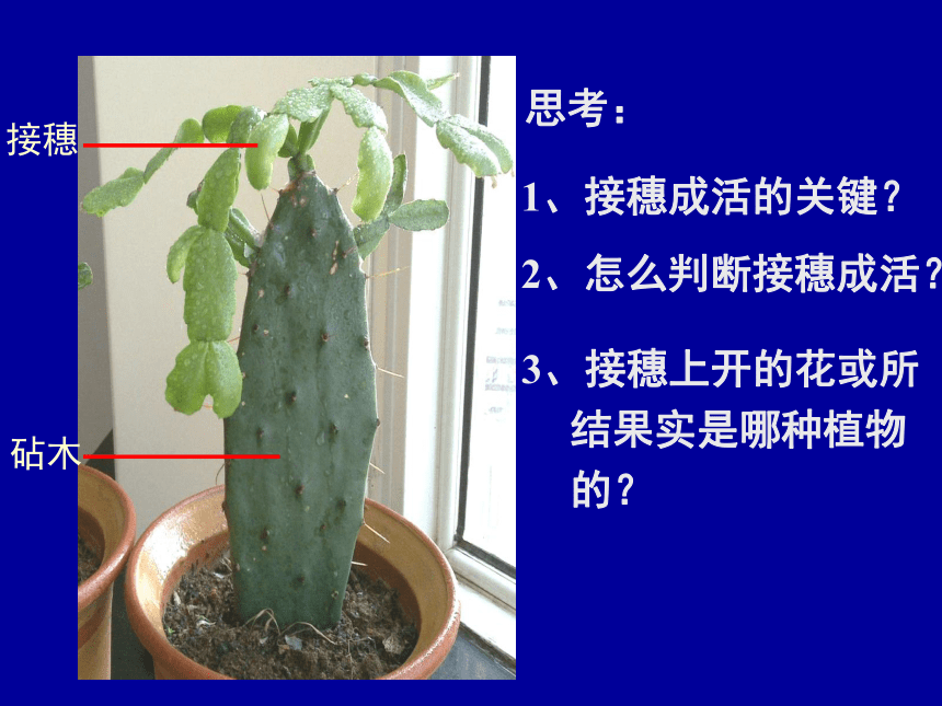 北京版八年级上册 第十章 第四节 生物生殖的多种方式 课件（20张PPT）