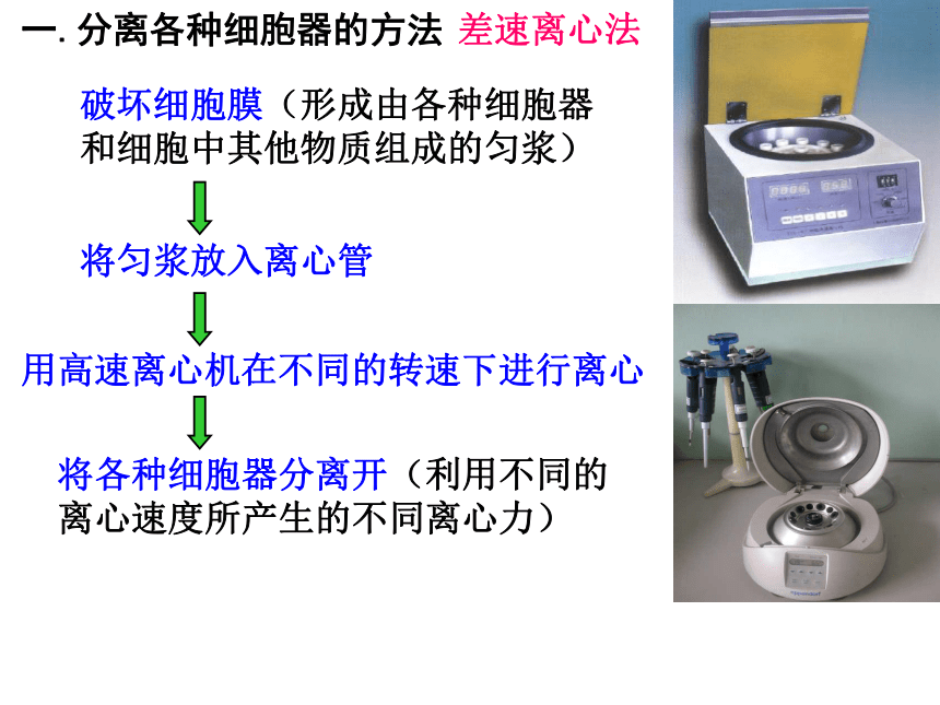 人教版生物高中必修一3.2-细胞器——系统内的分工合作(58张PPT)