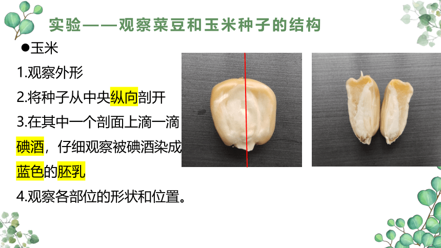 3.1.2种子植物  课件(共36张PPT)2022-2023学年人教版生物七年级上册