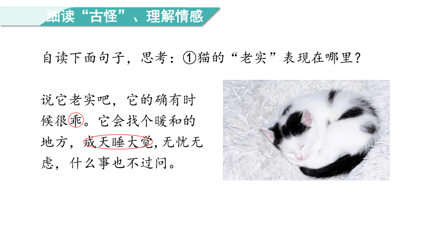 13.猫  第二课时 课件(共25张PPT)